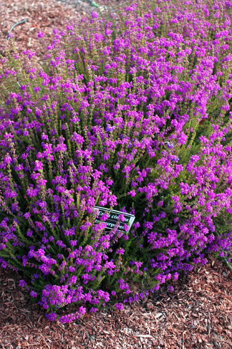 <p>atropurpurea</p>