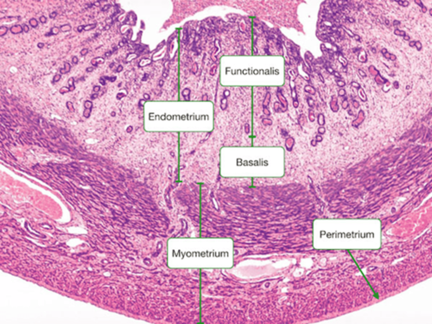 <p>- Glands</p><p>- Submucosa</p><p>- Mucosa (epithelial layer)</p><p>- Lumen</p><p>( changes in blood flow and thickness during cycle)</p>