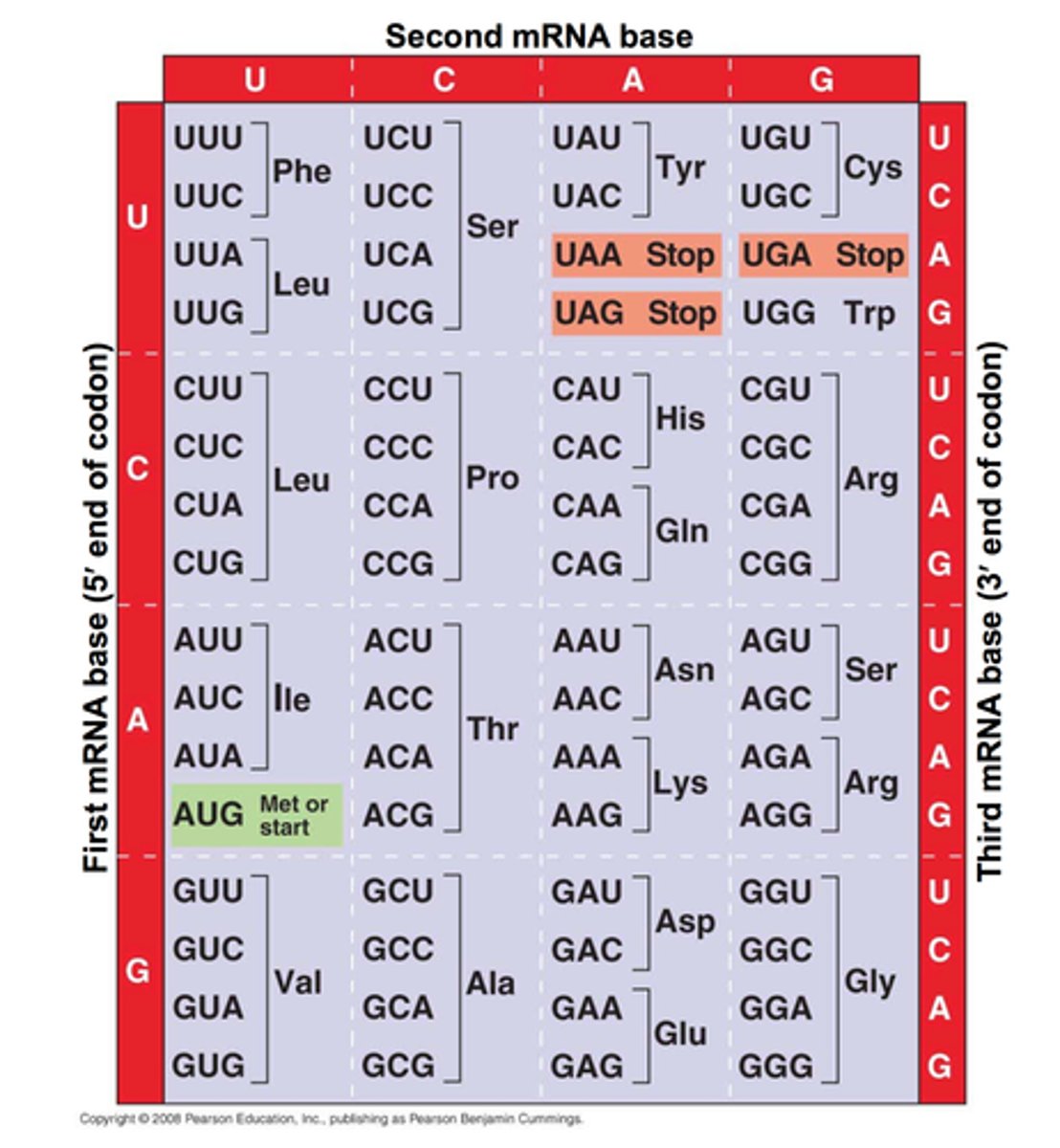 <p>3 nucleotides code for 1 amino acid during translation</p><p>other amino acids exist, but no codons for them</p><p>start codon- AUG</p><p>stop codon- UGA, UAA, UAG</p><p>"school starts in august"</p><p>"you go away! you are away... you are gone."</p>