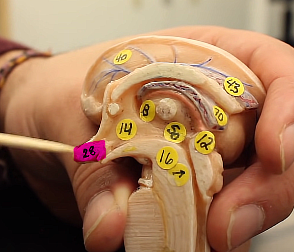 <p>brain organization pg.~434</p><p>what is this structure</p>