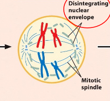 <p>Mitosis Prometaphase</p>