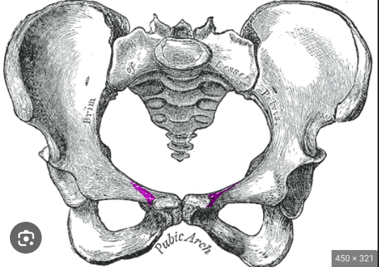 <p>What are the purple lines called?</p>