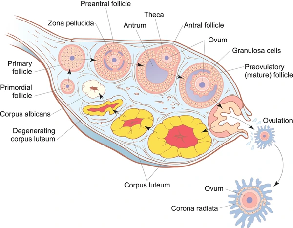 <p>What Is The Corpus Luteum And What Does It Do?</p>