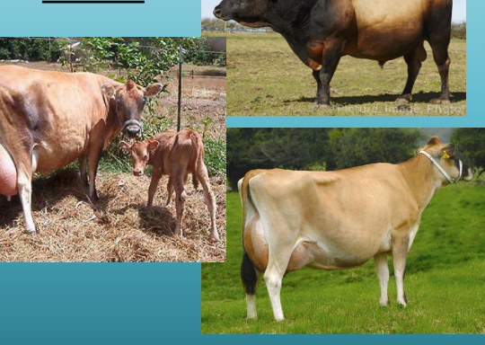 <p>what breed and type is this&nbsp;</p>