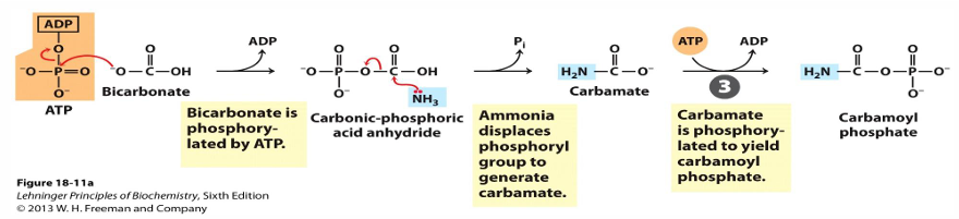 <p>carbamoyl P synthase recaptures the ammonia released by glutamate and adds it to bicarbonate to make carbamoyl phosphate </p><ul><li><p>this requires 2 ATP </p></li></ul><p></p>