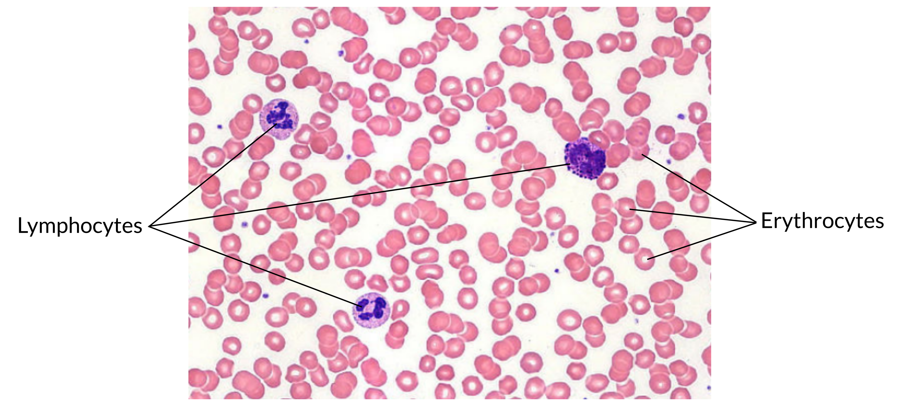 <p><strong>Picture example of blood tissue:</strong></p>