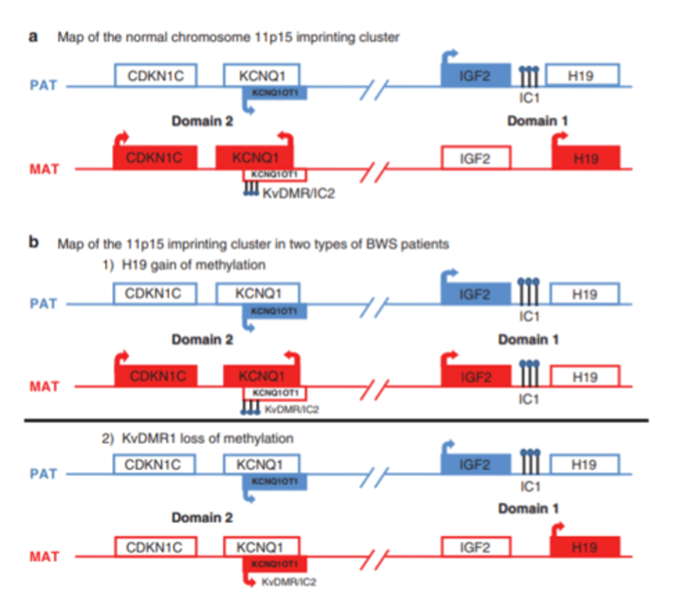 <p>a - normālās hromosomas ar normālu imprintingu</p><p>red-maternal, blue - paternal</p><p>gēni, kas ekspresējas=iekrāsoti</p><p>IC1 (imprintinga centrs 1) - imprintēts tikai uz paternālās. Uz maternālās nav - tātad ekspresējas H19 gēns (kodē nekodējošo RNS, kas ietin IGF2 gēnu (neļauj tam ekspresēties)</p><p>pretēja situācija paternālajā hromosomā - IGF2 ekspresējas</p><p>--------</p><p>tie gēni ar pretdarbību normā ekspresējas tikai no maternālās</p><p>b - 1)</p><p>-maternālajā hr ir notikusi mutācija IC1 -&gt; H19 neekspresējas -&gt; IGF2 ekspresējas gan no paternālās, gan no maternālās hr (slikti)</p><p>- rezultātā IFG2 rodas dubultā apmērā, bet līdzsvarojošo proteīnu nav pietiekami = pāraugšanas sindroms</p><p>b -2)</p><p>- IC1 normā abās hr</p><p>- imprintinga defekts IC2 - rezultātā normāls IGF2, bet absolūti nav pretdarbības proteīnu = BWS izpaužas</p>