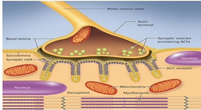 <p>bulbous swelling at the end of a nerve fiber, separated by the synaptic cleft&nbsp;</p><p>ex. contains the synaptic vesicles&nbsp;</p>