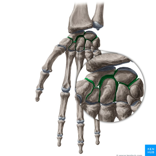 <p>What is the <strong>Green </strong>highlighted Joint called?</p>