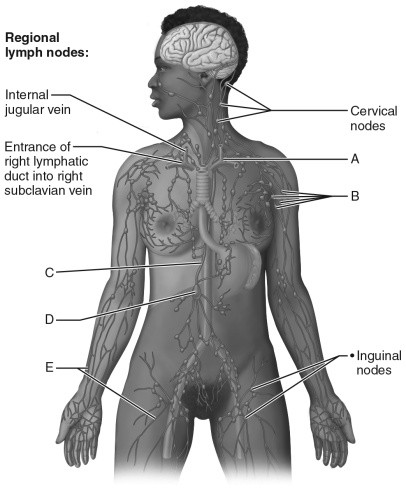 <p>Entrance of thoracic duct into subclavian vein</p>
