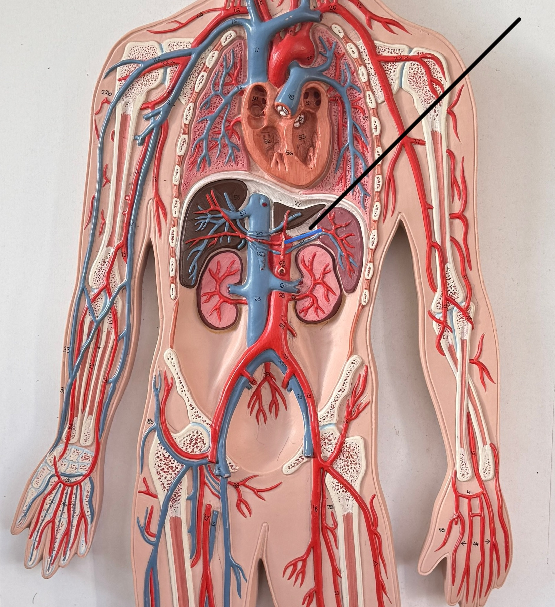 <p>Which artery is this?</p>