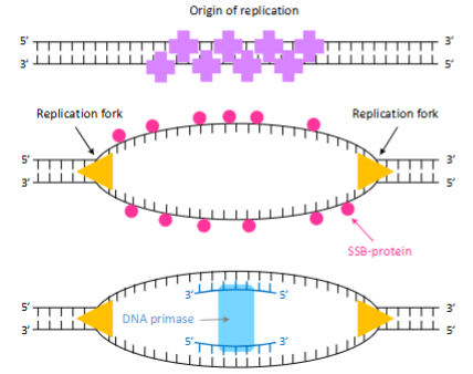 <ul><li><p>De dubbele DNA-helix is stabiel door waterstofbruggen tussen basenparen.</p></li><li><p>Replicatie begint op specifieke plaatsen, de <strong>replicatieoorsprongen (origins of replication)</strong>.</p></li><li><p><strong>Initiator-eiwitten</strong> herkennen deze oorsprongen en binden hierop, waarna ze lokale waterstofbruggen breken om de strengen uit elkaar te trekken.</p></li><li><p>A-T-rijke regio’s worden vaak gebruikt omdat A-T-paren slechts twee waterstofbruggen hebben, terwijl G-C-paren drie hebben.</p></li><li><p>Bij elke oorsprong ontstaan <strong>twee replicatievorken</strong> die in tegengestelde richtingen bewegen → <strong>bidirectionele replicatie</strong>.</p></li><li><p>Deze vorken zijn Y-vormig en zorgen ervoor dat de strengen beschikbaar komen als sjabloon voor nieuwe DNA-strengen.</p></li></ul><p></p>