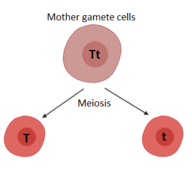 <ul><li><p><span style="background-color: transparent; font-family: "Proxima Nova", sans-serif;"><span>During meiosis, </span><strong><span>alleles</span></strong><span> segregate (separate)</span></span></p><ul><li><p><span style="background-color: transparent; font-family: "Proxima Nova", sans-serif;"><span>Homologous chromosomes separate during </span><u><span>anaphase I</span></u></span></p></li></ul></li><li><p><span style="background-color: transparent; font-family: "Proxima Nova", sans-serif;"><span>Each allele for a trait is packaged into a separate gamete.</span></span></p></li></ul><p></p>