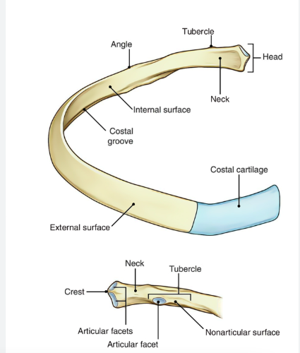 <p>The neck is a constricted portion situated between the head and the tubercle.</p>