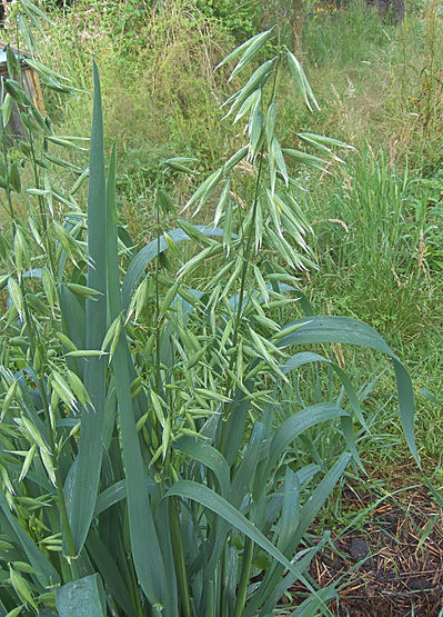 <ul><li><p>Grassenfamilie / Poaceae</p></li><li><p>Avena: haver</p></li><li><p>MONOCOTYL</p></li></ul>