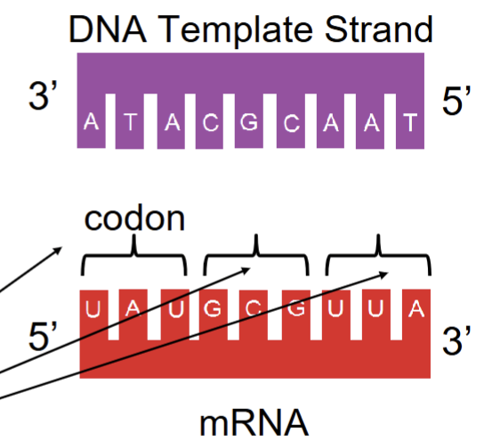 <ul><li><p>mRNA is the opposite (antiparallel and complementary) of the DNA strand.</p></li><li><p>A pairs with U, and C pairs with G</p></li><li><p>mRNA is read in groups of three bases called codons</p></li><li><p>Each codon tells the cell which amino acid to add</p></li></ul><p></p>