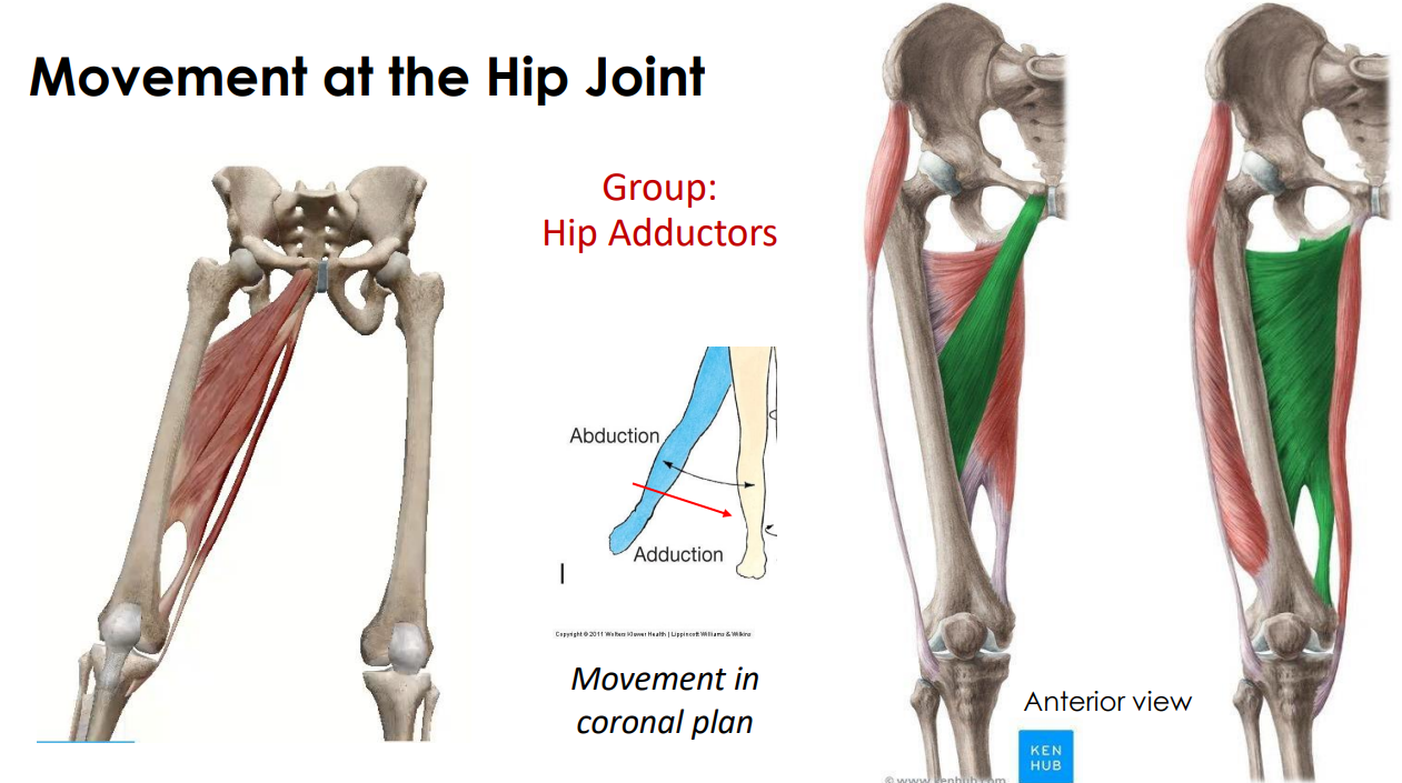 <p>- opposing muscle to gluteus medius m.</p><p>- movement in coronal plane</p><p>ANIMATION ON SLIDE 37</p>