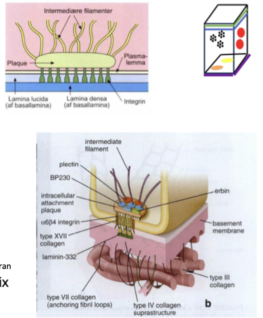 <ul><li><p><span style="font-family: "Times New Roman";"><span>Transmembran protein (Integrin) binder basalmembran</span></span></p></li><li><p><span style="font-family: "Times New Roman";"><span>Attachment plaque + plectin: binder intermediære filamenter (cytoskelet)</span></span></p></li></ul><p></p>