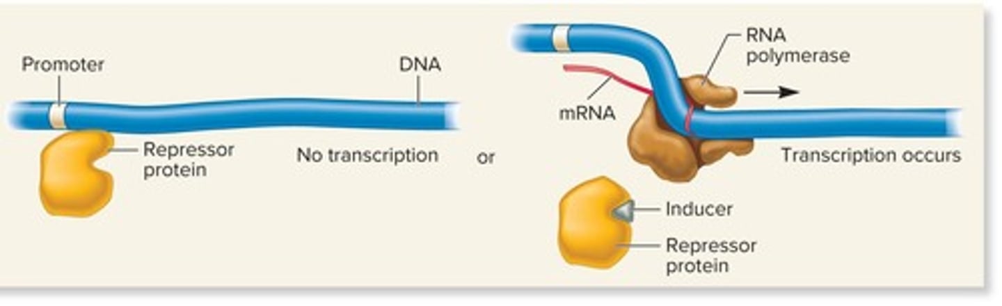 <p>Small effector molecules that increase transcription by binding to activators or preventing repressors from binding to DNA.</p>
