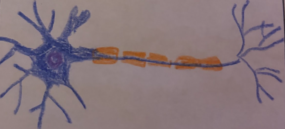 <p>Neuron Form-Multipolar Microscopy</p>