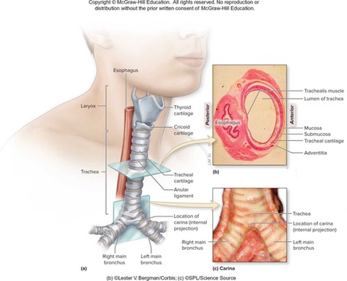 <p>The windpipe.</p>