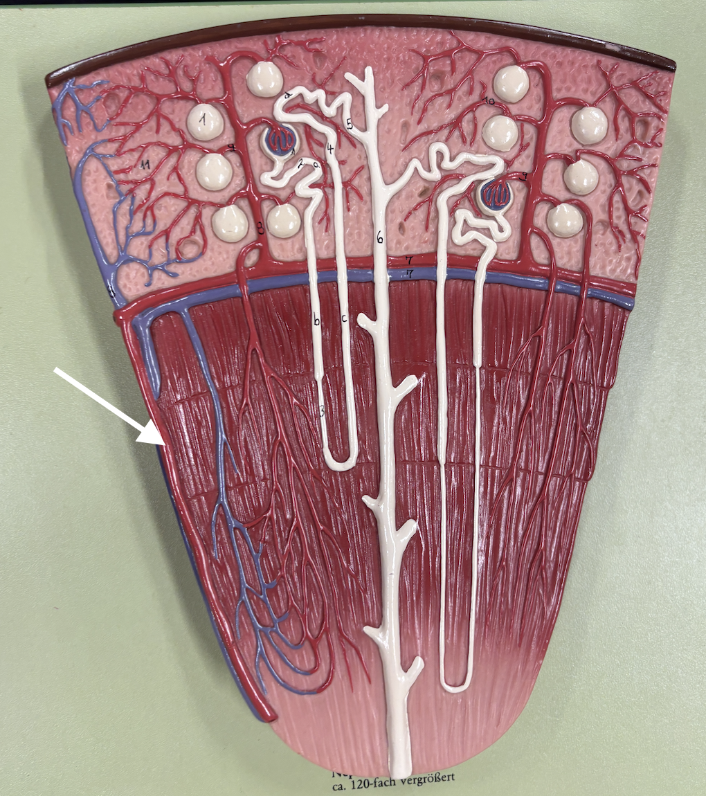 <p>what structure is the arrow pointing to?</p>