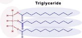 <p><u>Fats and Oils</u> - made of two building blocks (NOT MONOMERS) - one <strong>glycerol</strong> and 3 <strong>fatty acid </strong>chains connected by <strong>Ester Linkages</strong></p>