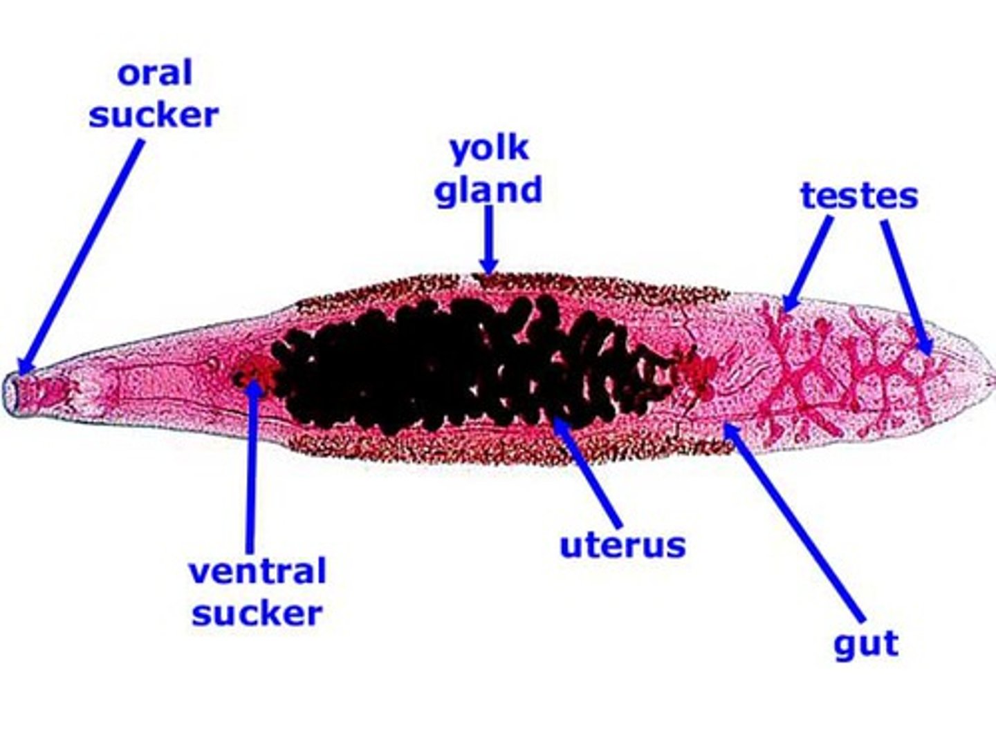 <p>Name/phylum/class</p>