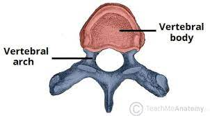<p>The bony structure around the vertebral foramen</p>
