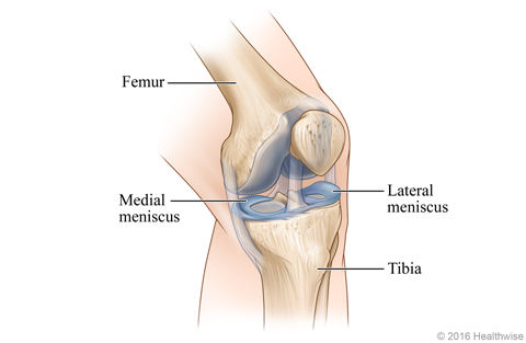 <p>What are teh unique properties of the knee. What is the purpose of the menisci </p>