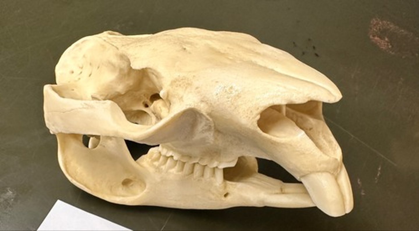 <p>What specimen is this?</p>