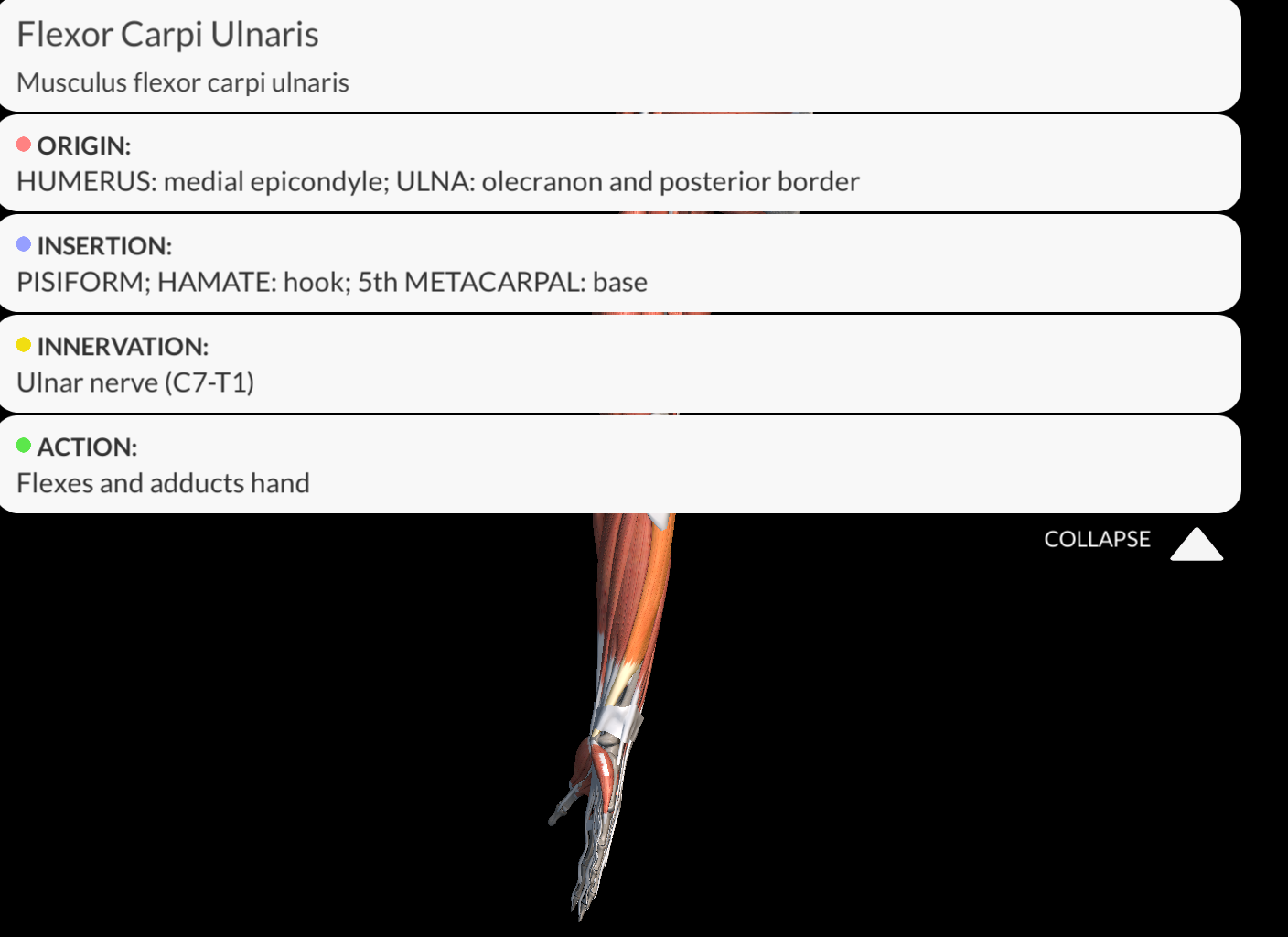 <p><strong><u>Origin</u></strong>: Medial epicondyle of the humerus, the olecranon and the posterior border of the ulna.</p><p><strong><u>Insertion</u></strong>: pisiform bone and then pisohamate and pisometacarpal ligaments into the hamate and the base of the metacarpal V</p><p><strong><u>Innervation:</u></strong> Ulnar Nerve</p><p><strong><u>Function</u></strong>: Flexes and adducts the wrist joint.</p>