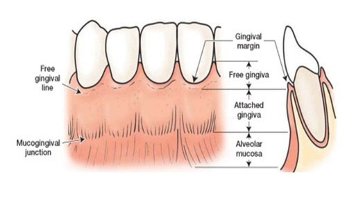 <p>free gingiva, gingival sulcus, interdental gingiva and attached gingiva</p><p>*draw a diagram</p>