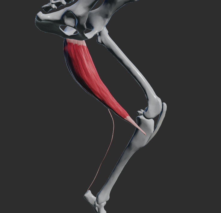 <p>odstup: tendo symphysialis</p><p>úpon: margo cranialis tibiae, fascia cruris</p><p>funkce: addukce v articulatio coxae</p><p>Fe: Tendo calcaneus communis </p>