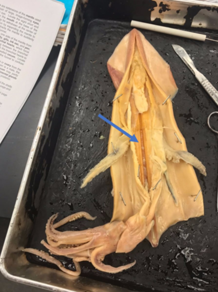 <p>reduced shell, provides support</p>