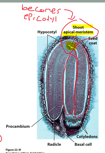 <p>consists of an axis bearing one or two cotyledons</p><ul><li><p>Axis: (polar body of embryo)</p><ul><li><p>epicotyl</p></li><li><p>hypocotyl</p></li><li><p>radicle</p></li><li><p>apical meristems</p></li></ul></li><li><p>cotyledons: food storage, photosynthetic and/or food absorption</p><ul><li><p>NOT PART OF THE EMBRYO</p></li></ul></li></ul><p></p>