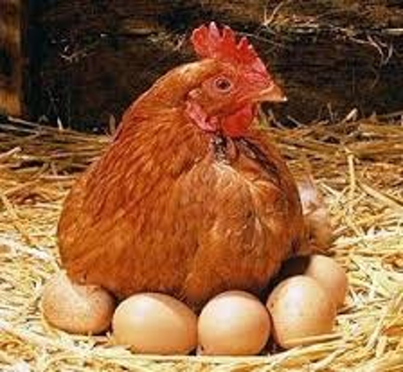 <p>Fertilized eggs get laid then hatch later.</p>