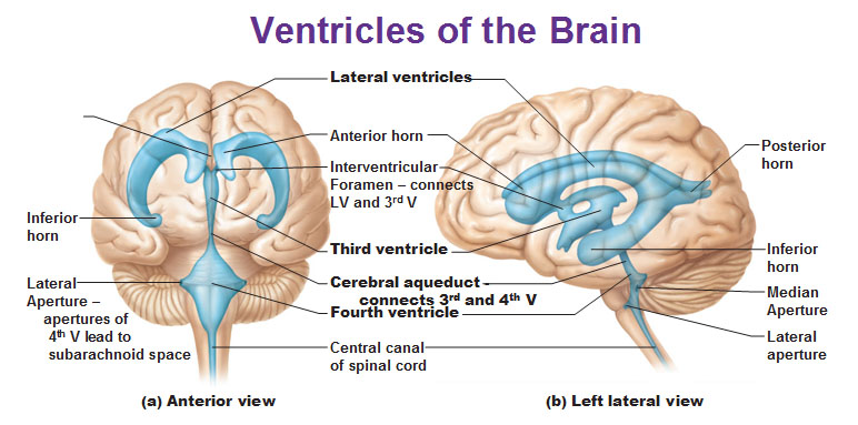 <p>ventricles</p>