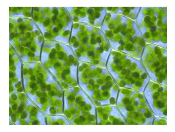Bladgroenkorrel - groene kleur → Chlorofyl