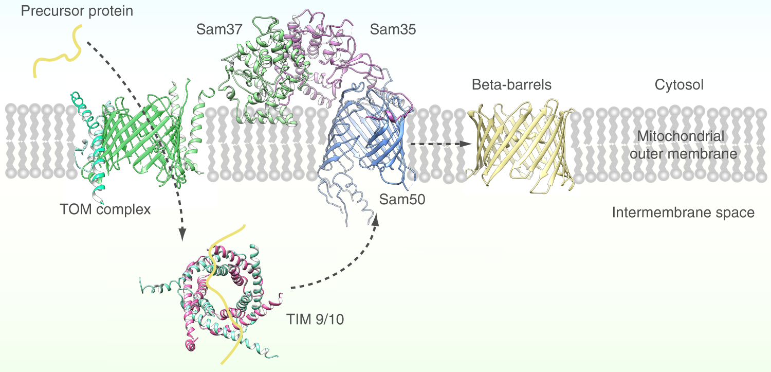 <p>TOM → small TIM chaperones → SAM complex → insertion into outer membrane.</p>