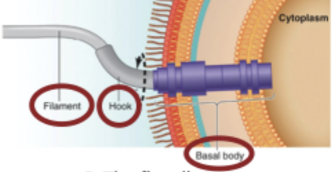 <ol><li><p>Filament: the long part of the flagella made of flagelin subunits, 5-10 um long</p></li><li><p>Hook protein: connects the filament to the basal body</p></li><li><p>Basal body: disk-like structure that wiggles the filament</p></li></ol><p></p>