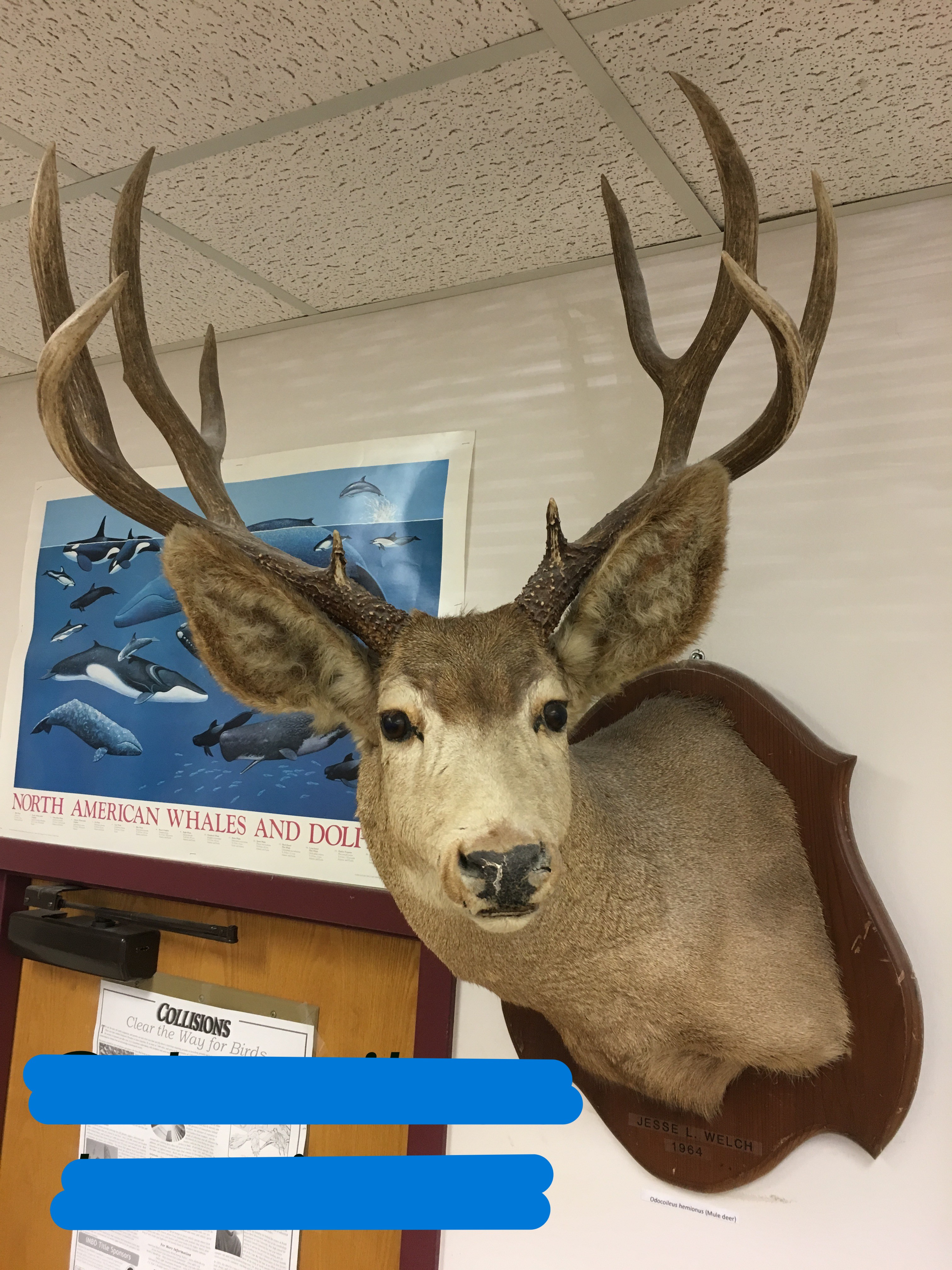 <p>Mule deer </p>