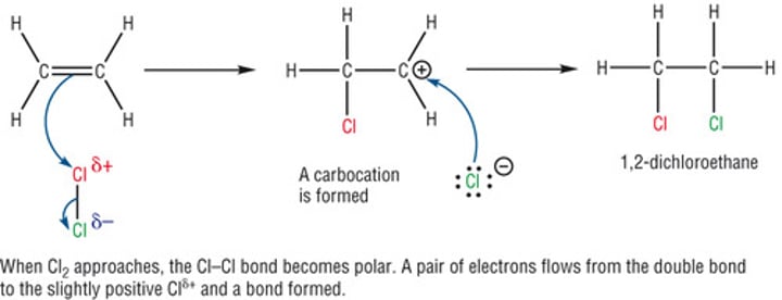 <p>As the Cl2 approaches the ethene, a temporary dipole is set up due to the high electron density of the double bond.<br>The Cl+ ion reacts with the ethene, opening the double bond and leaving a carbcation.<br>This then reacts with the Cl- ion<br>The same process can occur with hydrogen halides, but in that case the H already has a slight positive charge</p>