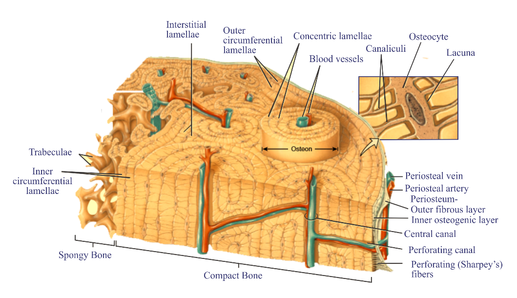 <p><strong>Mature bone cells</strong>. They start as osteoblasts but get trapped inside the bone matrix, where they help maintain bone strength and send signals for bone remodeling.</p>