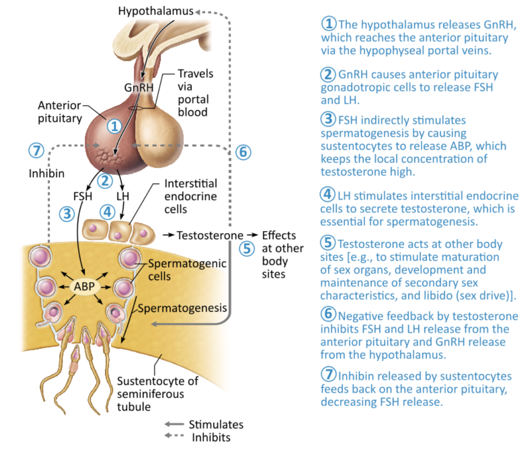 <p><strong>→ </strong><span><strong><span>Sustentocytes (Sertoli cells)</span></strong></span></p><ul><li><p><span style="color: blue;"><strong>Sustentocytes</strong></span> in the walls of the seminiferous tubules respond to FSH by releasing <span style="color: blue;">androgen-binding protein</span>, which <mark data-color="green" style="background-color: green; color: inherit;">maintains high testosterone levels near developing sperm cells</mark></p></li></ul><p></p>