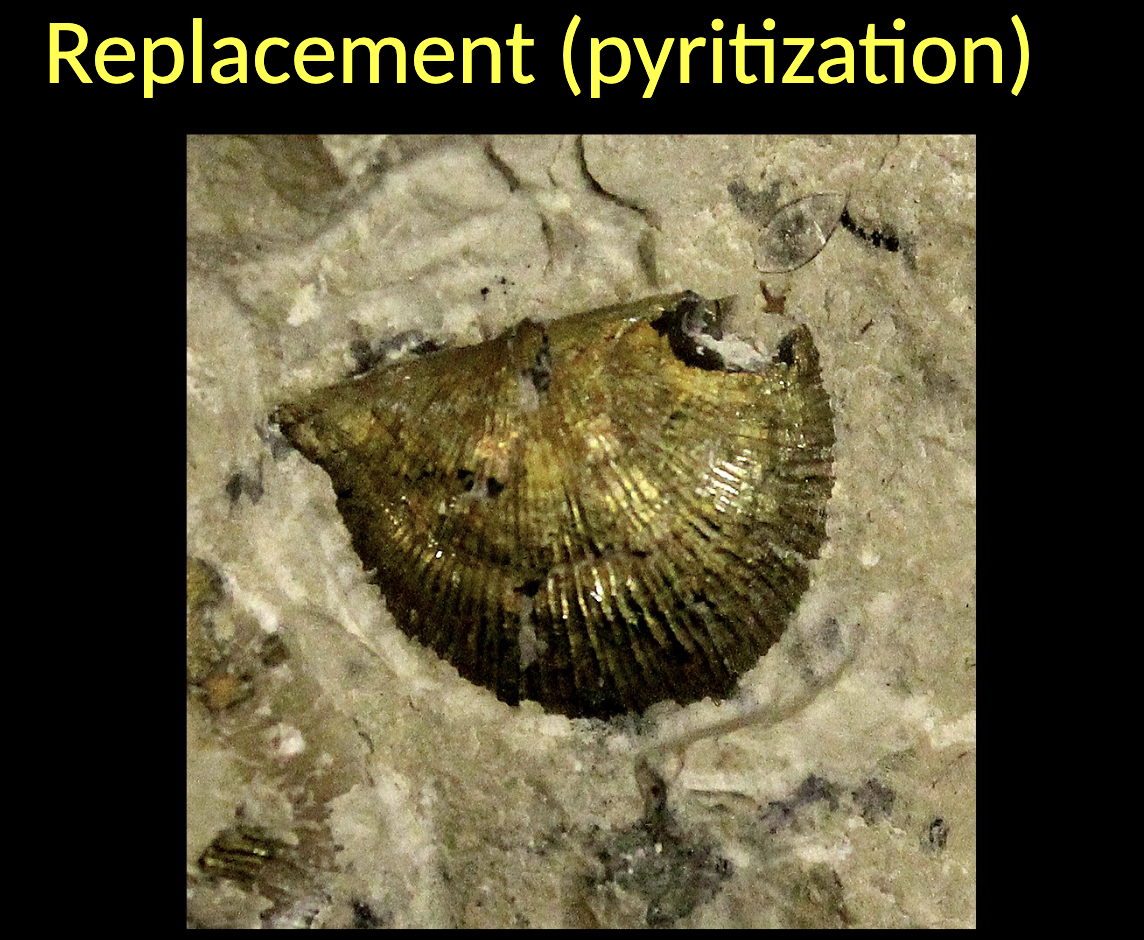 <p><span>Replacement </span></p><ul><li><p>The empty space resulted from moldic fossilization is filled with a newly PRECIPITATED MINERAL, frequently resulting in spectacular fossils </p></li></ul><p></p>