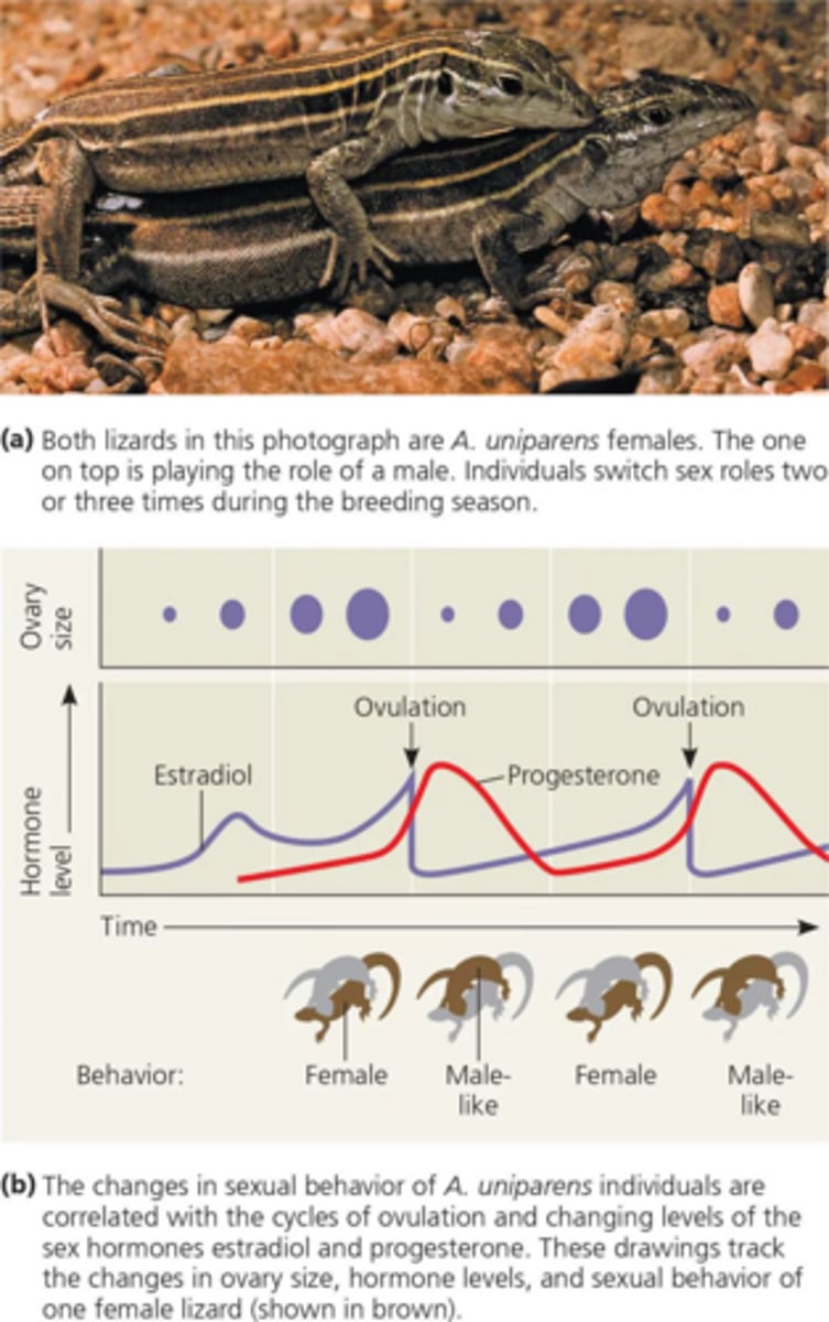 <p>Some species, like whiptail lizards, can mimic male behaviors and alternate roles during the breeding season.</p>