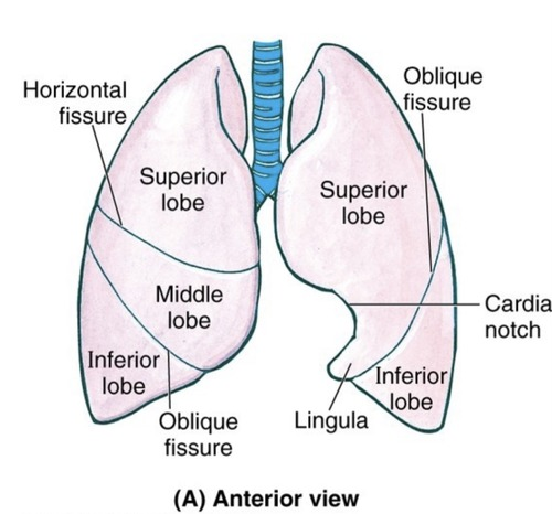 <p>The bronchi, bronchioles, and</p><p>alveoli beyond the primary</p><p>bronchi make up the lungs</p><p>The right lung has 3 lobes while the left lung has 2 lobes.</p><p>Each lung is enclosed by a pleura(membrane).</p><p>The pleura help keep lungs</p><p>expanded and inflate</p>