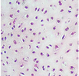 <p>Identify this connective tissue, its location, and its function.</p>