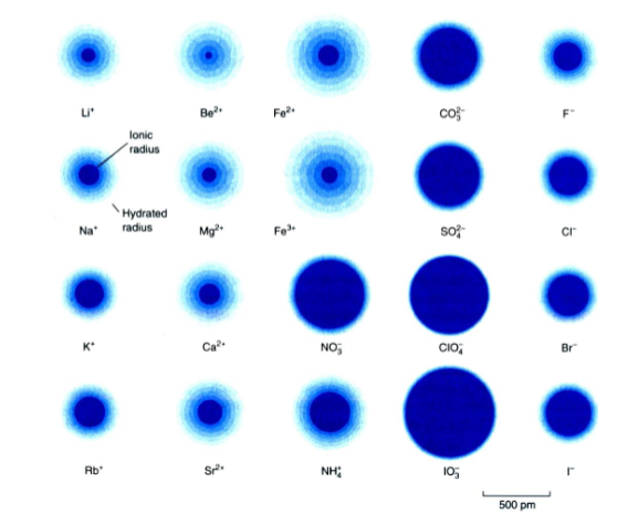 <ul><li><p>Size and charge of ion determines the number of bound water molecules </p></li><li><p> smaller, more highly charged ions bind more water molecules </p></li><li><p></p></li></ul><p></p>